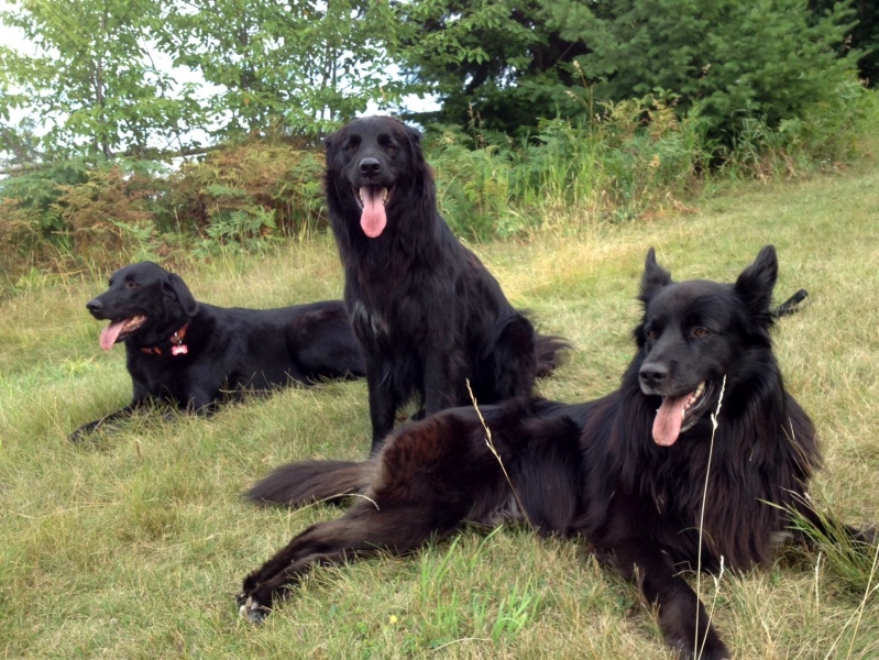 Duke, Bella and Ryder.