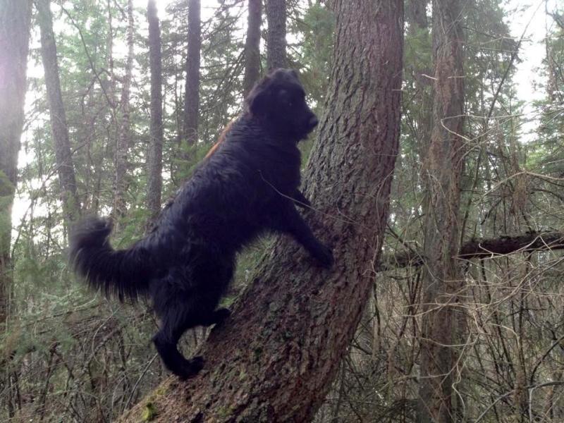 Ryder enjoying nature.