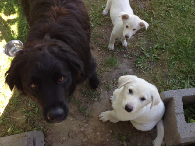 Ryder playing proud papa to Willow and Jackson.
