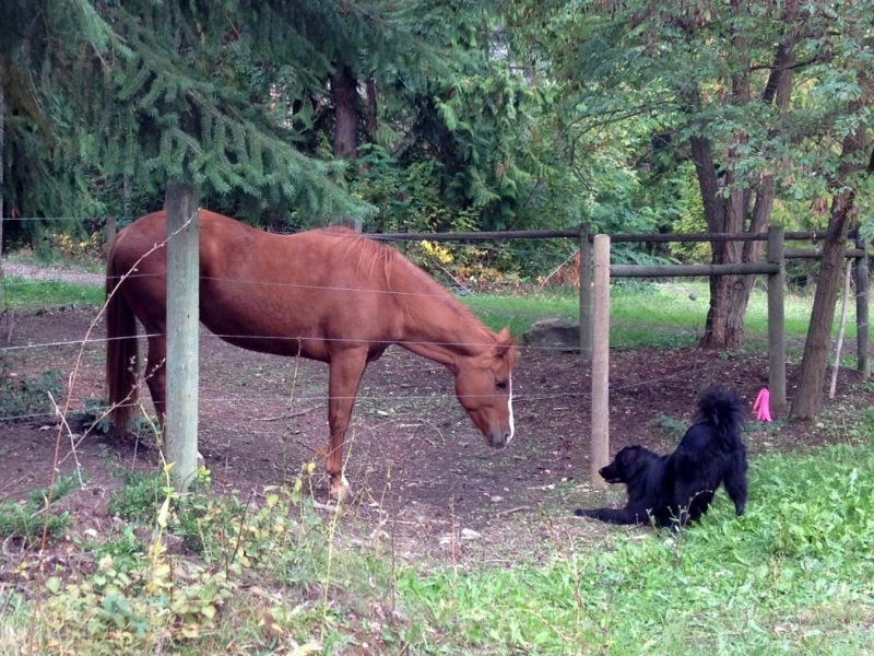 Ryder playing with a horse friend.