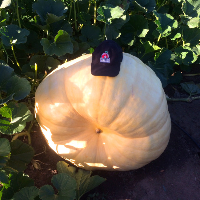 This year’s giant pumpkin, weighing over 440lbs (Cheryl Siemens, Willow View Farms)