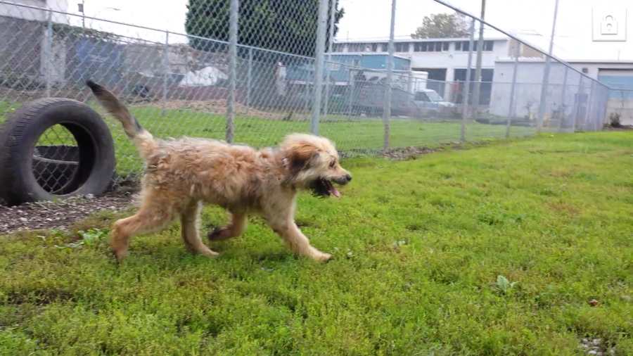 Odyss at the Vancouver animal shelter in Oct. 2014 (Julie Godin)