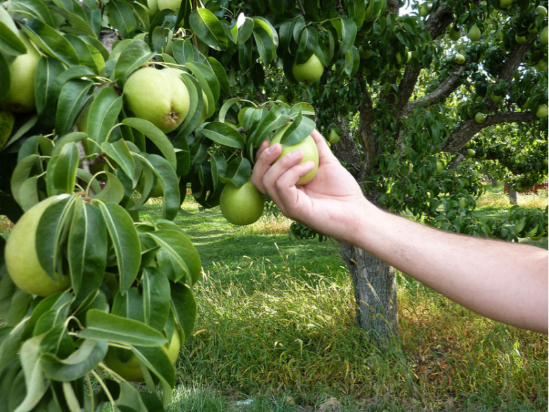 Tourism Kelowna - Apple Picking