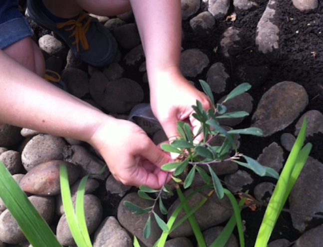 Collecting ingredients in the garden (Photo courtesy VanDusen Botanical Garden)