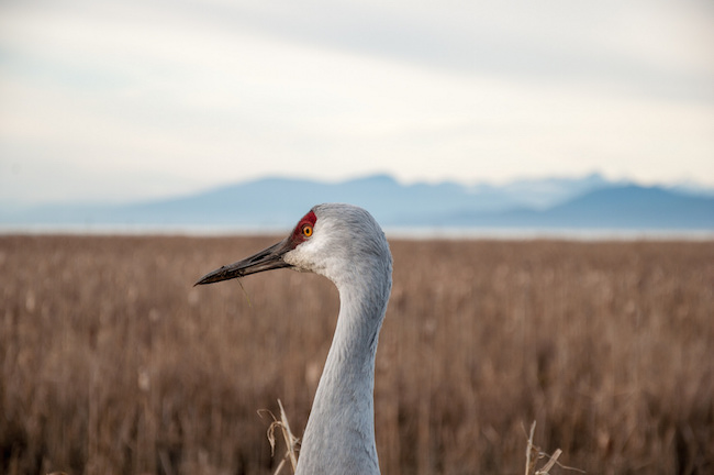 Reifel Bird Sanctuary (Matthew Grapengieser/Flickr)