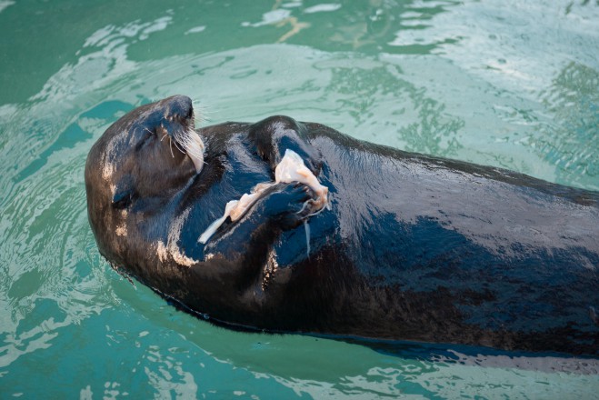 Image: Vancouver Aquarium