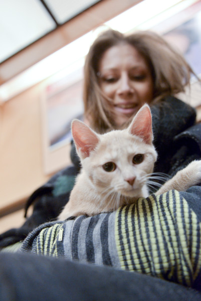 One of the homeless kitties that found a home during a 2015 adoption weekend. (PetSmart)