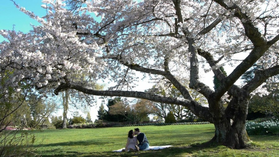 The Tree Inside Cherry Blossom