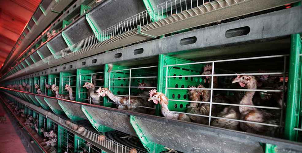 Enriched hen cages (Change.org)