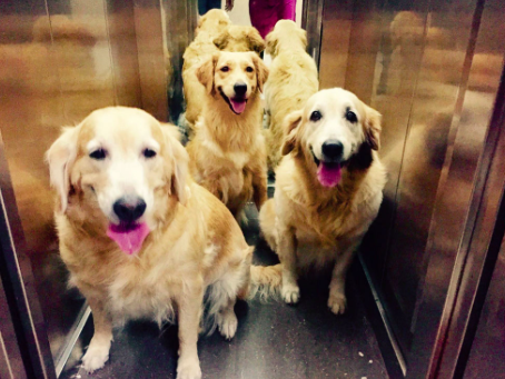 Image: Image: Animal Angels foundation