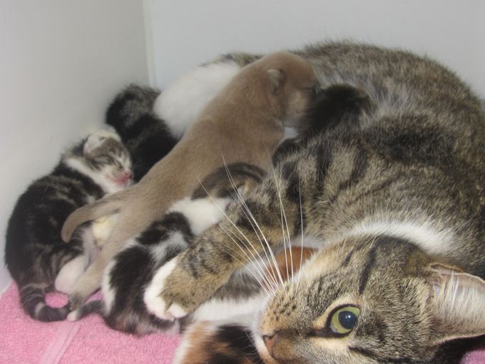 Image: City of LaGrange Animal Shelter