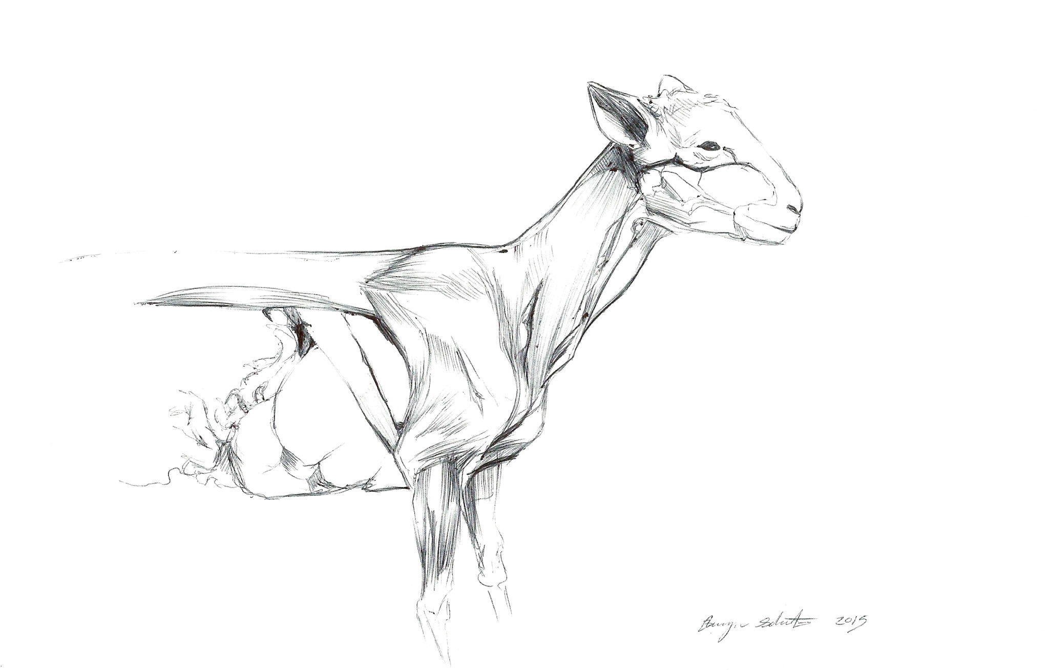 Specimen sketch / Science World