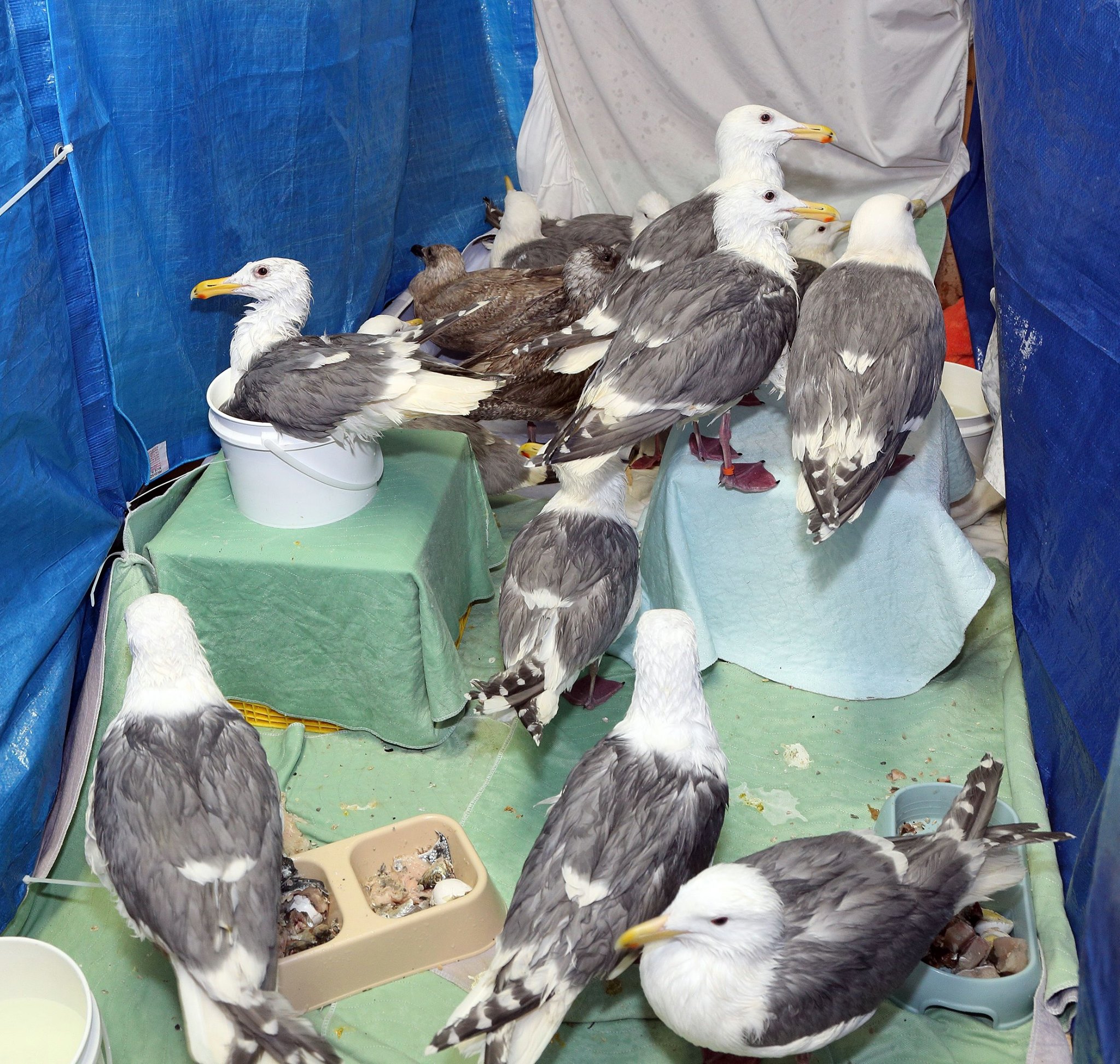 Image: Wildlife Rescue Association of B.C.