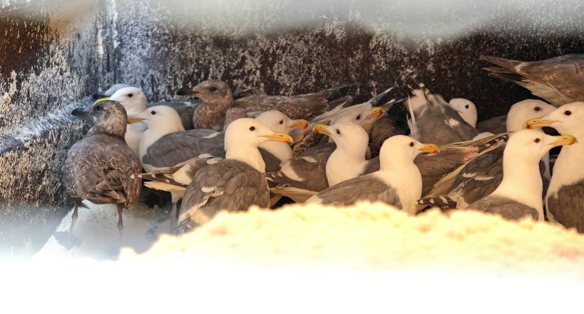 Image: Wildlife Rescue Association of B.C.