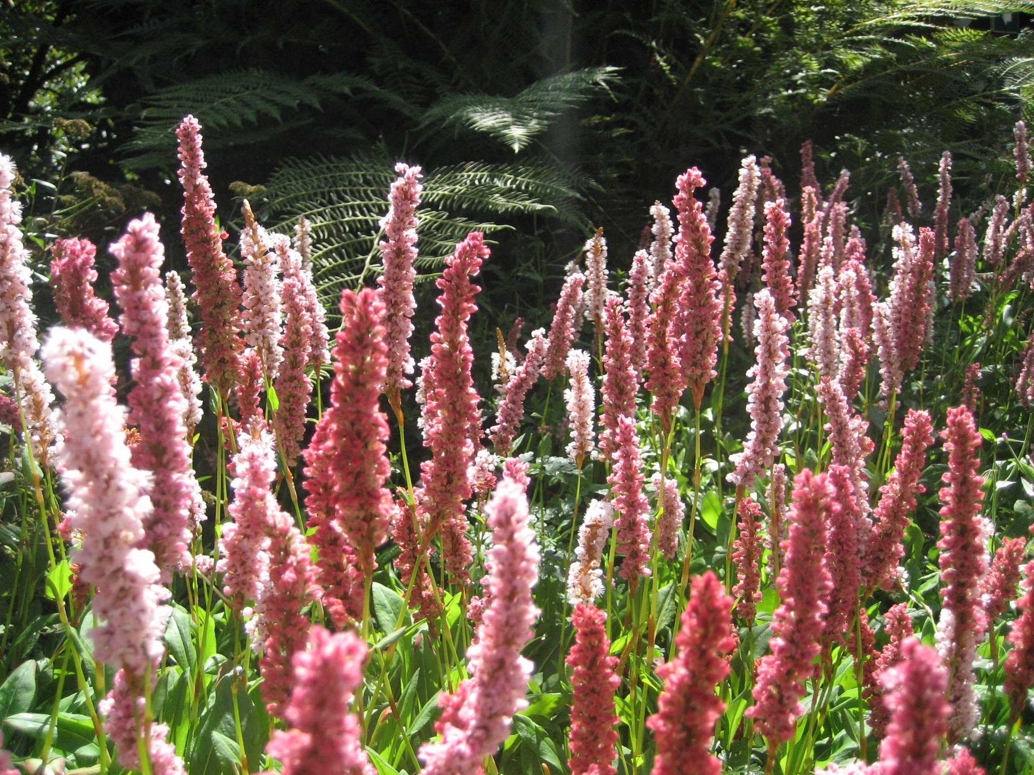 Image: UBC Botanical Garden