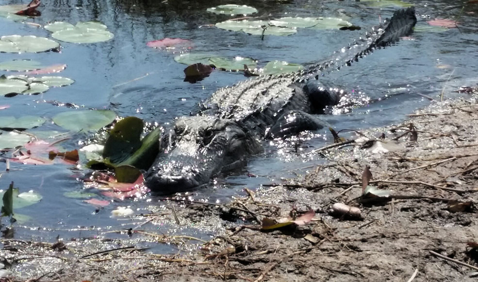 Everglades. (Guillermo Serrano)
