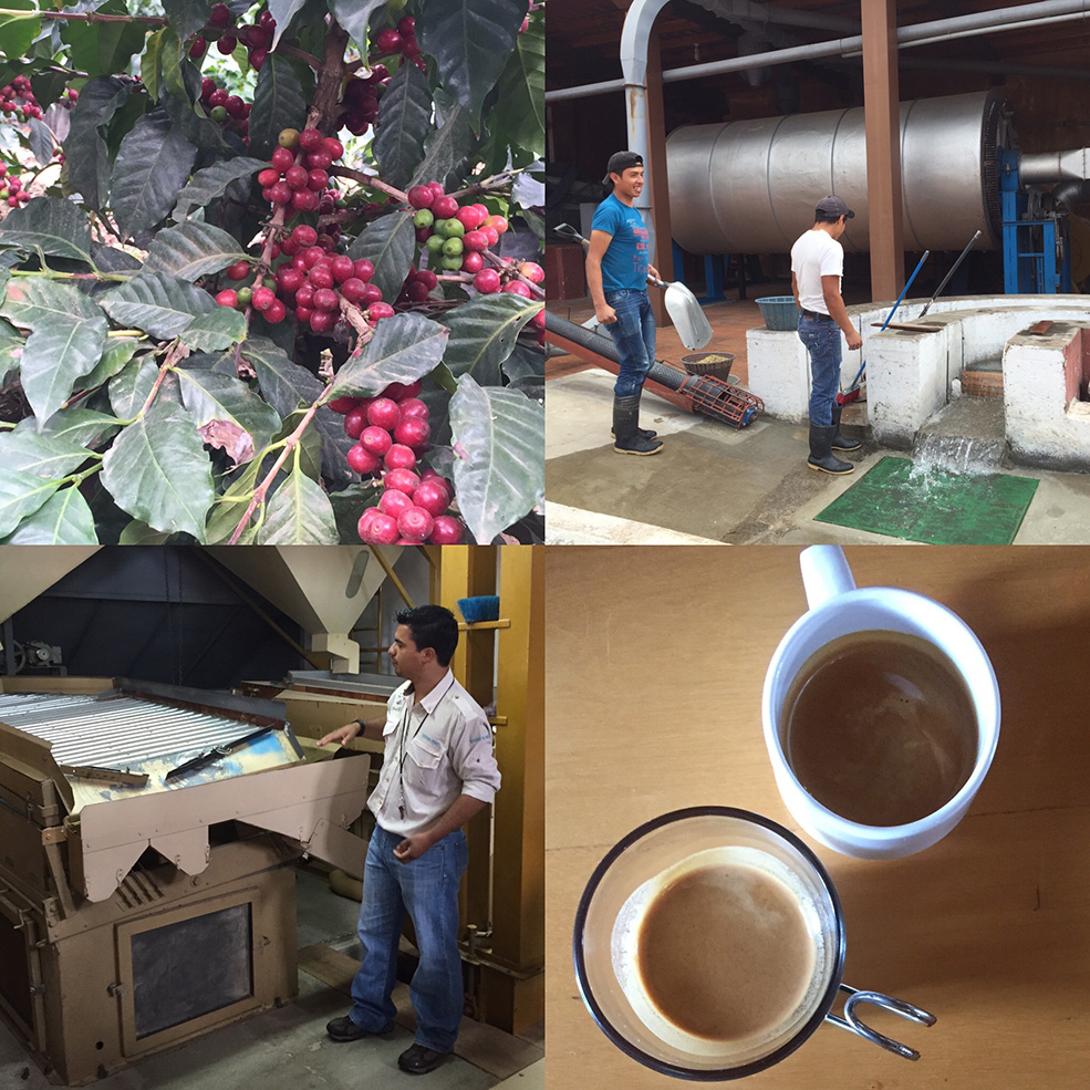 From plant to cup on a coffee plantation tour (Dana Kelly)