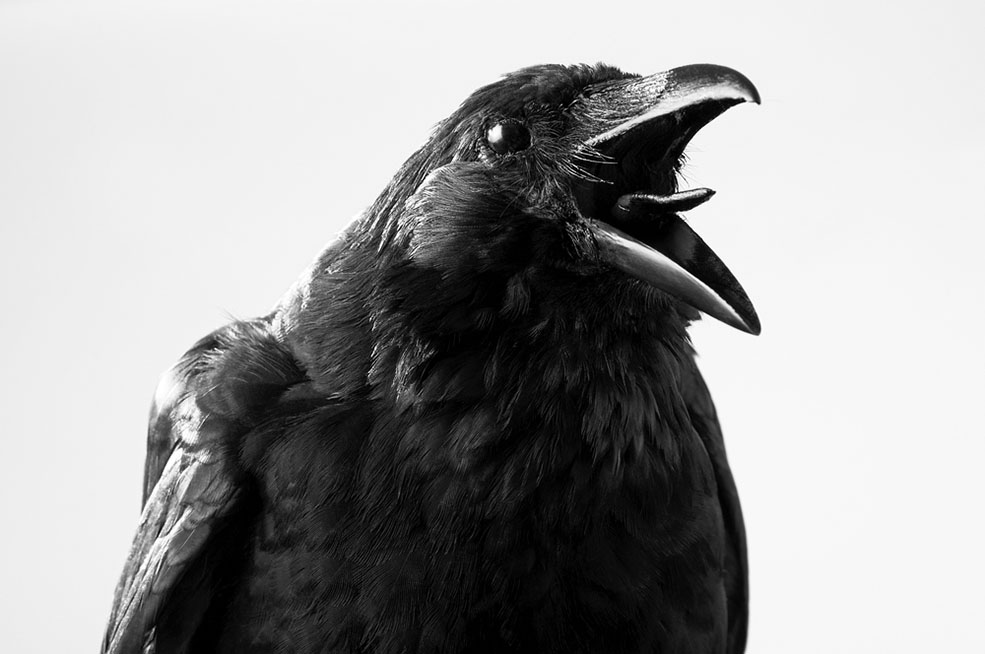 Are most of the crows in Burnaby going to be culled? No. (redpip1984/Shutterstock)