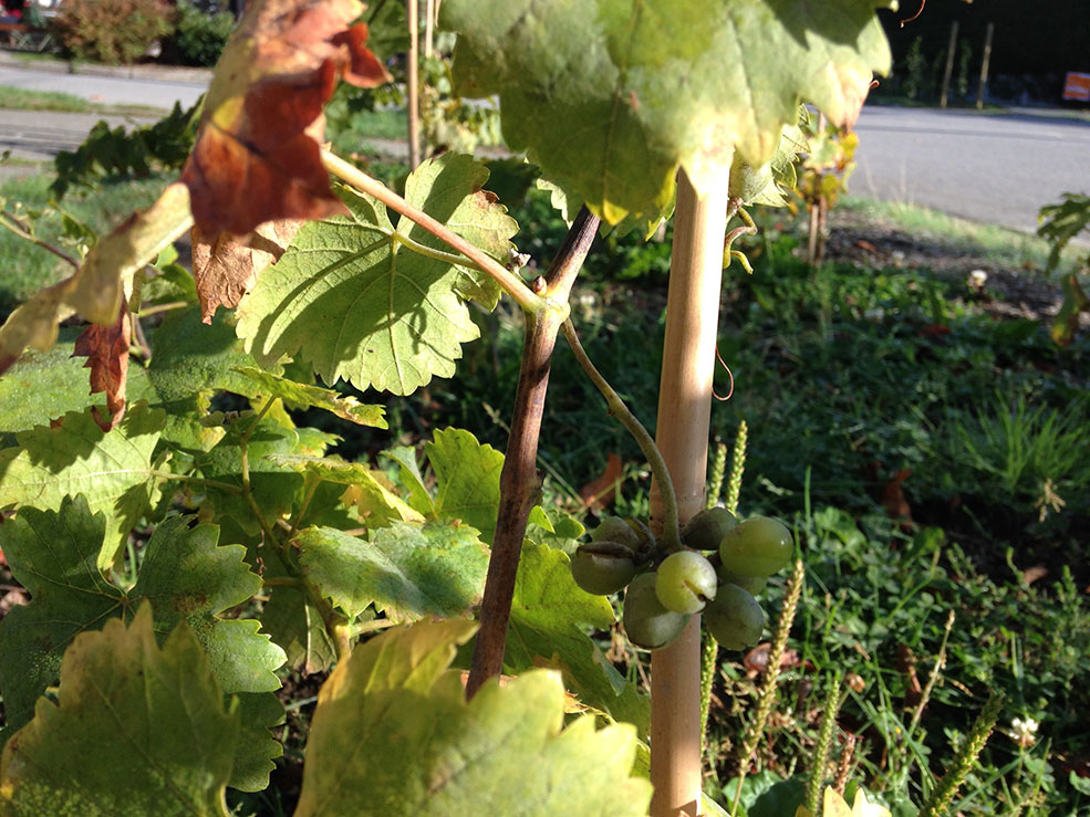 The fledgling grapes would have yielded their first harvest - and wine - in 2018. (Mike Klassen)
