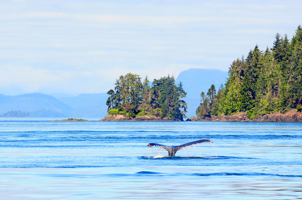 Humpback whale near Vancouver Island (Regien Paassen/Shutterstock)