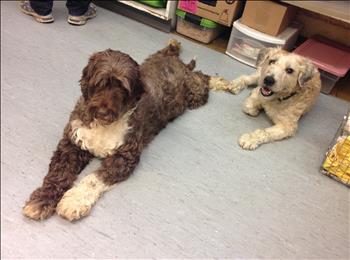 Marilyn and her best buddy Ewok (who is also up for adoption)