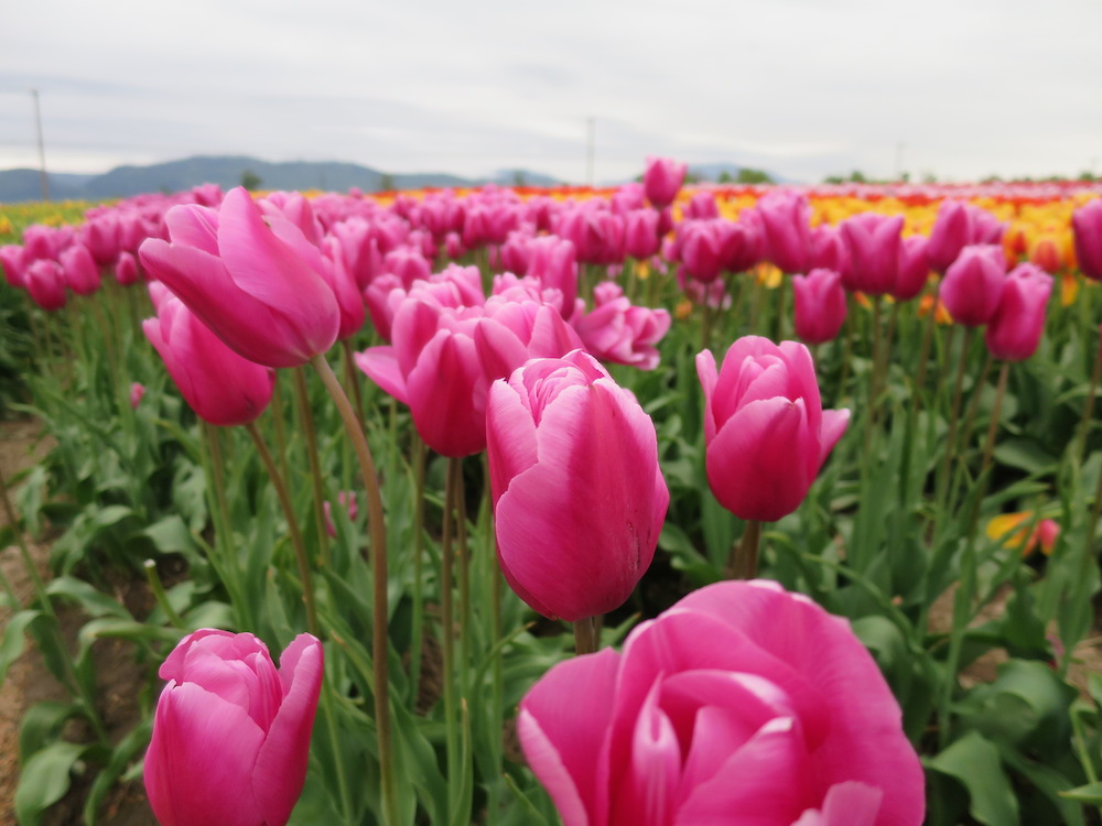 Image: Kenneth Chan / Vancity Buzz