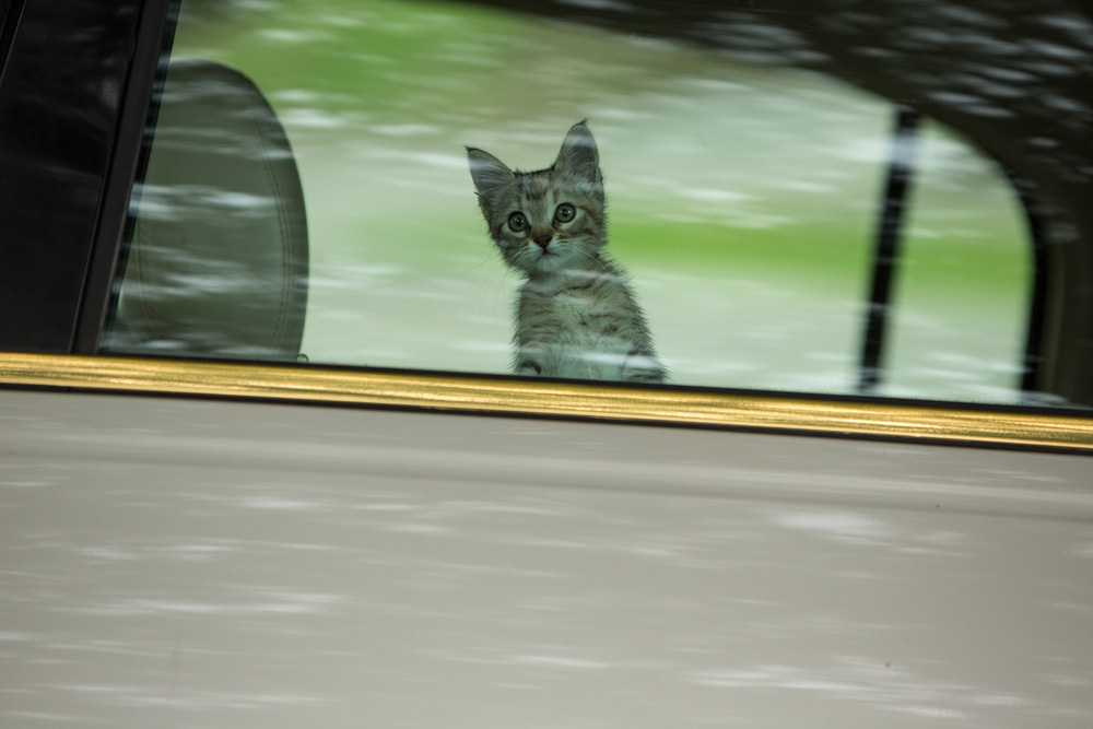 Keanu - the cutest cat in the world