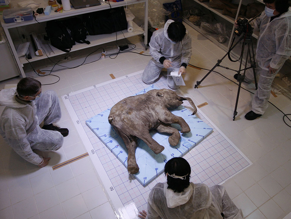An international team of scientists studied Lyuba after her discovery, performing an autopsy and DNA analysis. (© RIA Novosti)