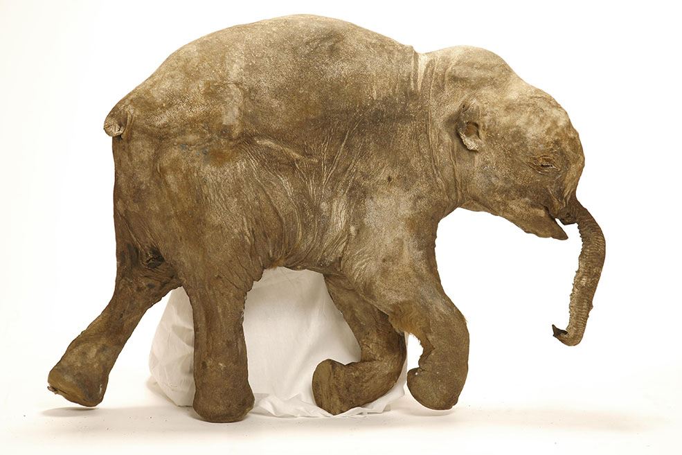 Lyuba’s trunk collapsed when she died. Scientists theorize that the baby mammoth was trapped in silt and eventually suffocated. (© International Mammoth Committee / Francis Latreille)